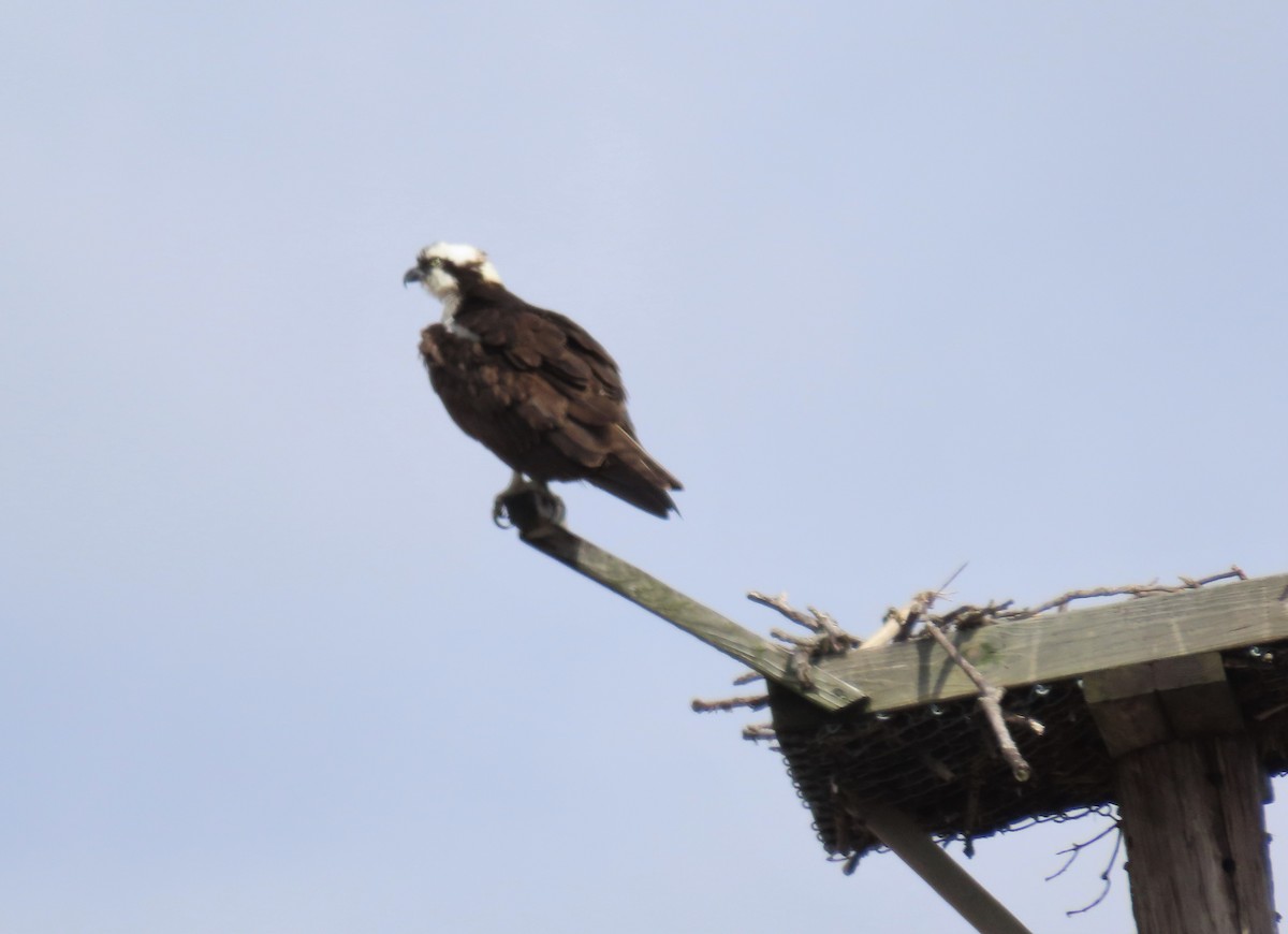 Águila Pescadora - ML552287371