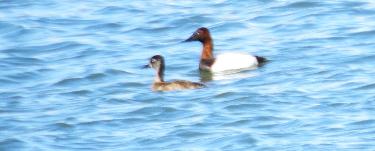 Ring-necked Duck - ML552287551