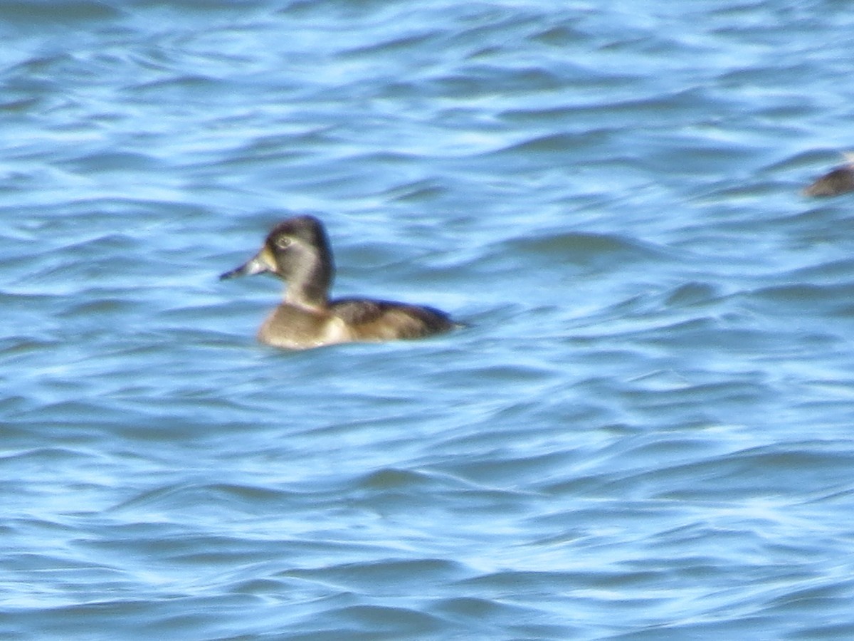 Ring-necked Duck - ML552287561