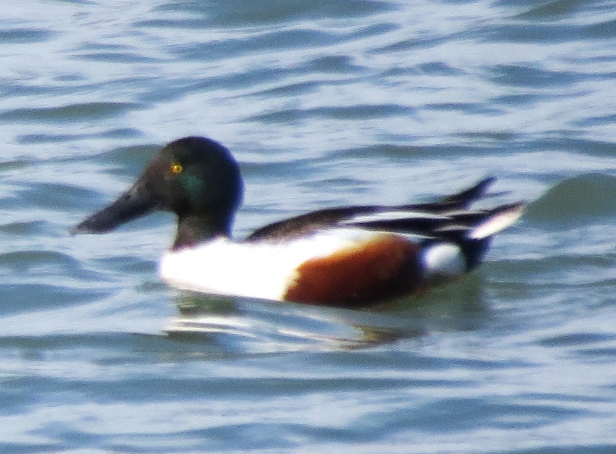 Northern Shoveler - ML552287781