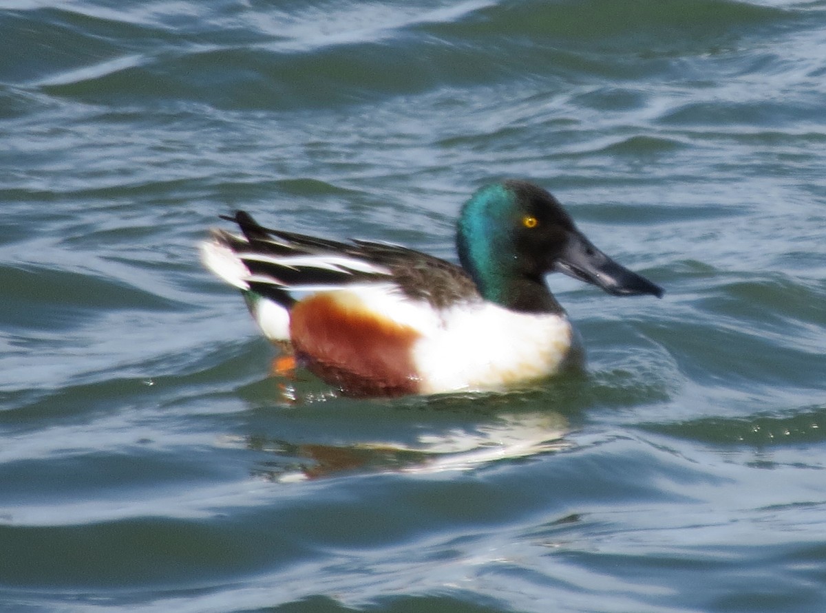 Northern Shoveler - ML552287801