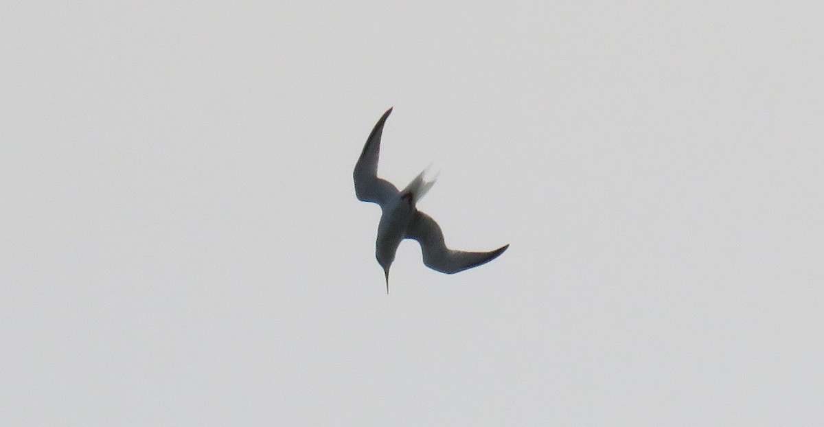 Saunders's Tern - ML55228821