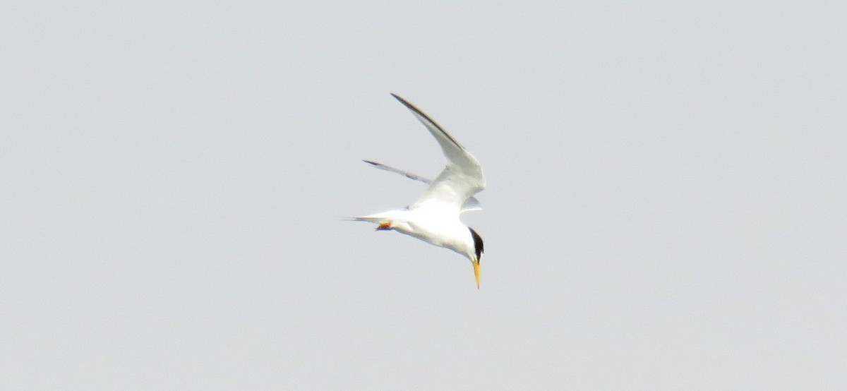 Saunders's Tern - Miguel  Berkemeier