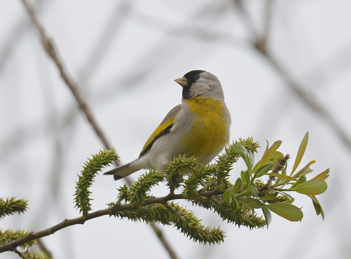 Lawrence's Goldfinch - ML552288541