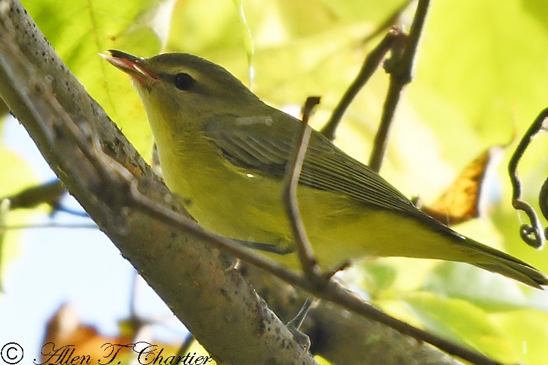 セアカモズモドキ - ML552288611