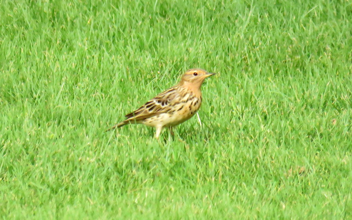 Red-throated Pipit - Miguel  Berkemeier