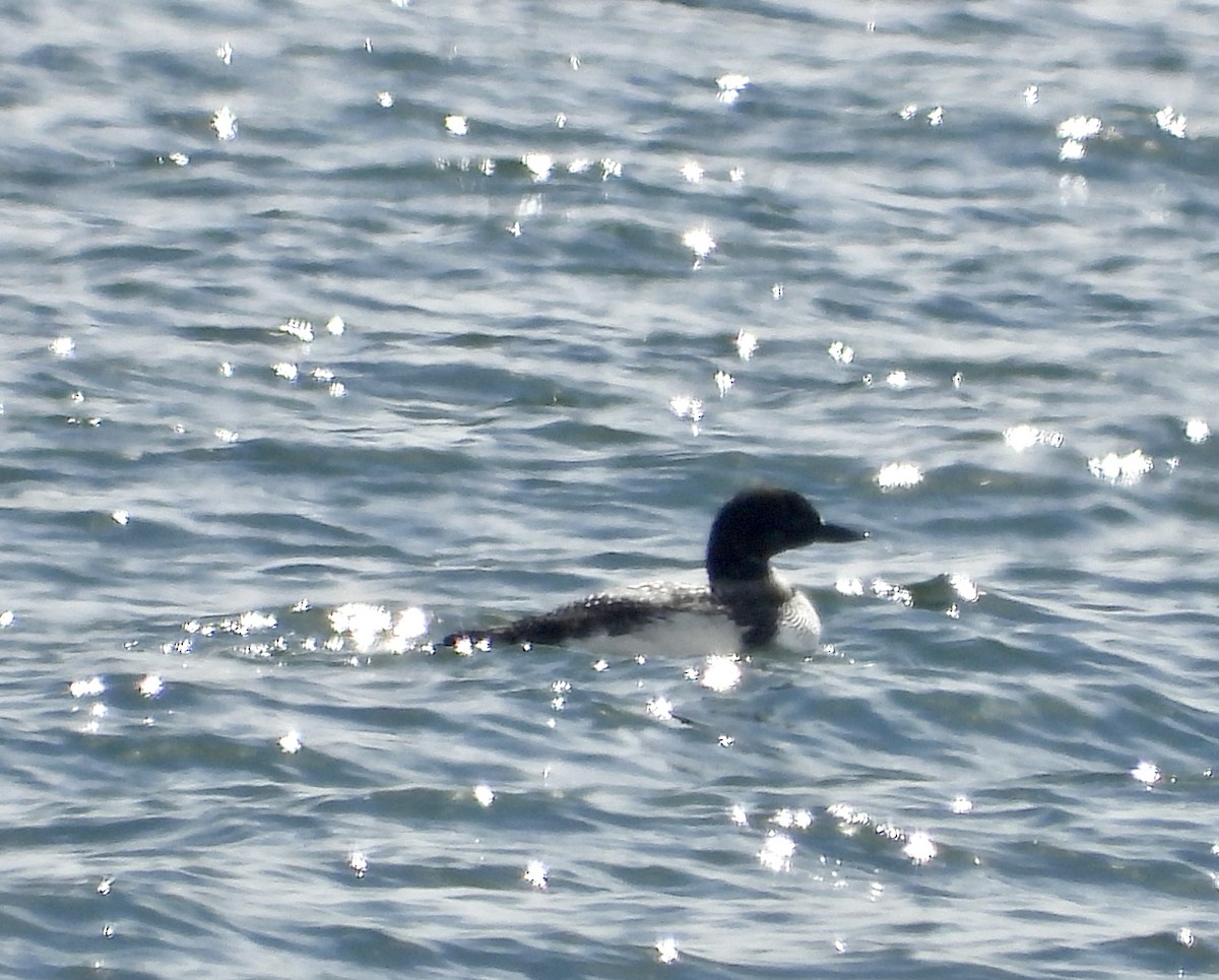 Common Loon - Ronnie DiLorenzo