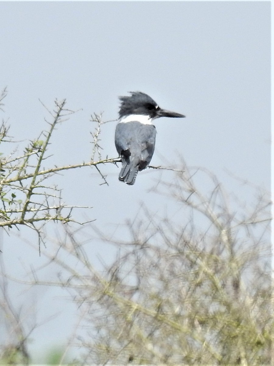 Belted Kingfisher - ML552292451