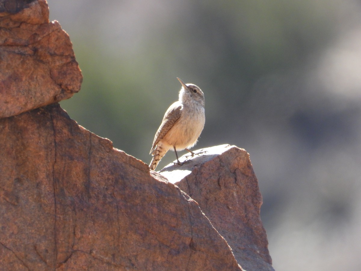Rock Wren - ML552293691