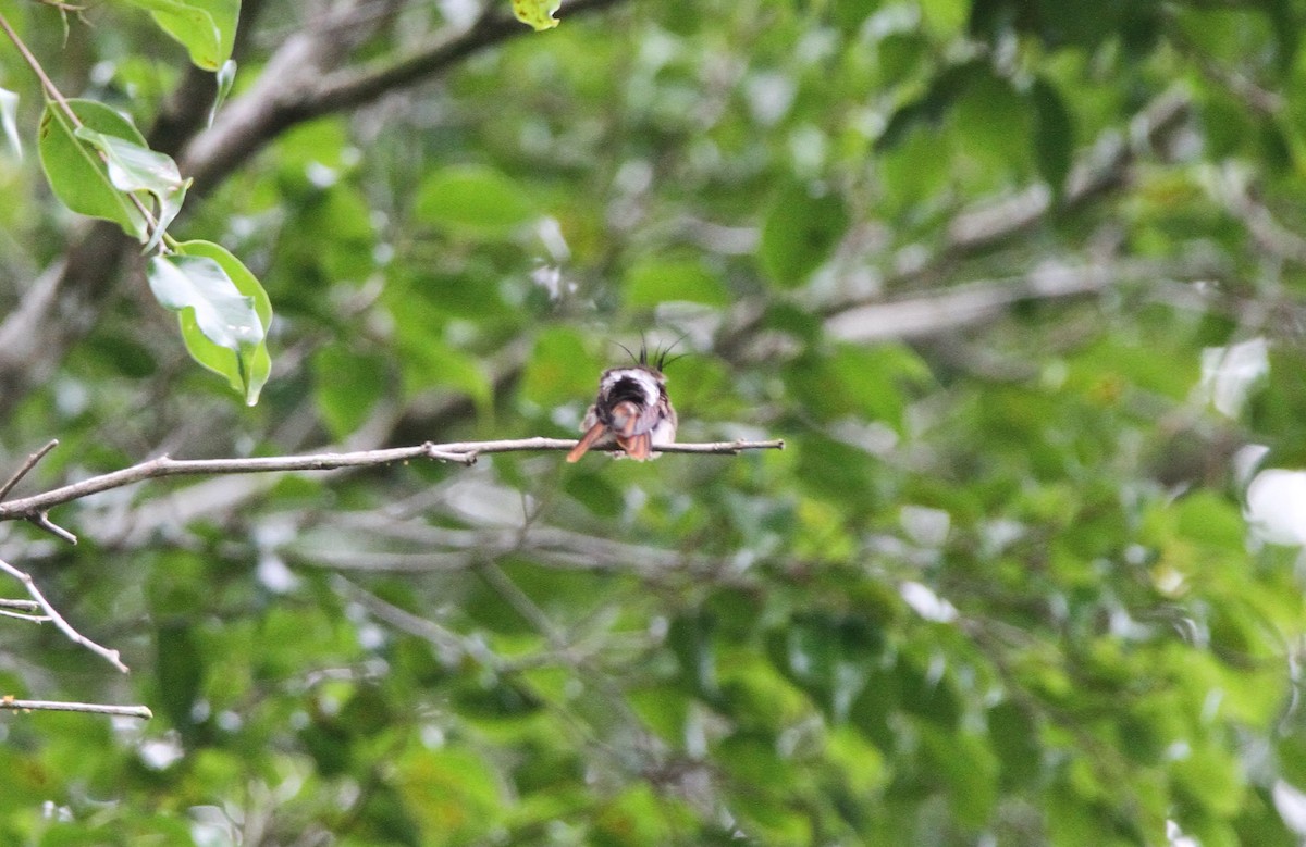 Black-crested Coquette - ML552293801