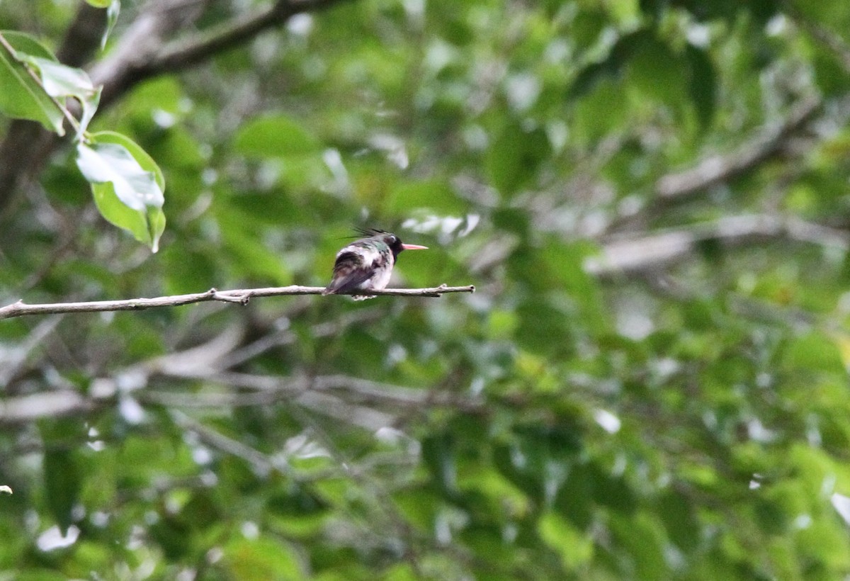 Black-crested Coquette - ML552293811