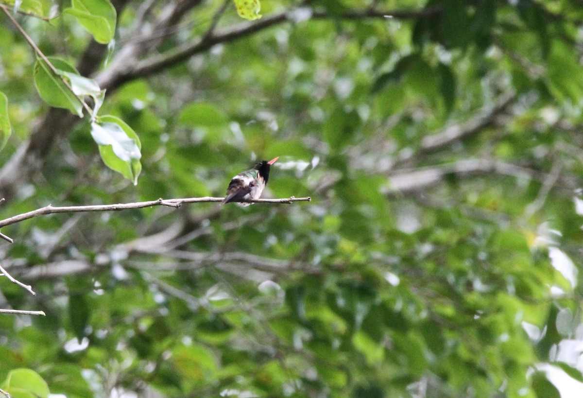 Black-crested Coquette - ML552293831