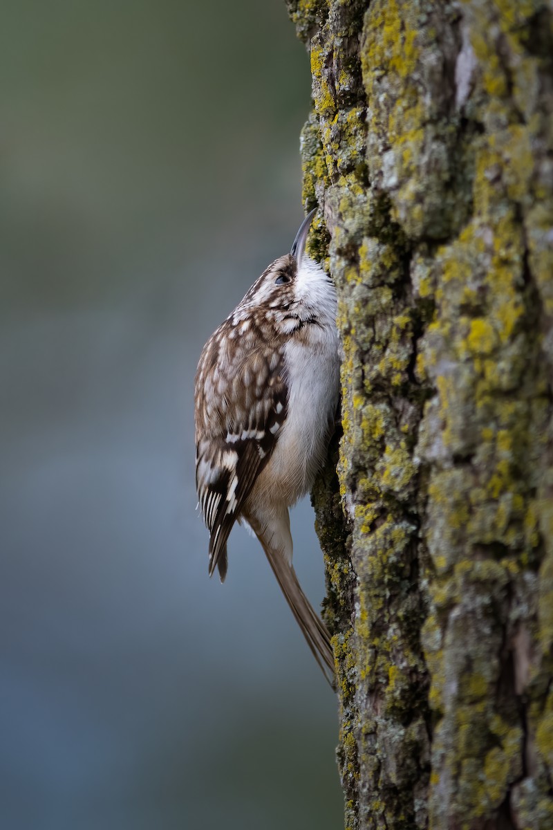 Brown Creeper - ML552294151