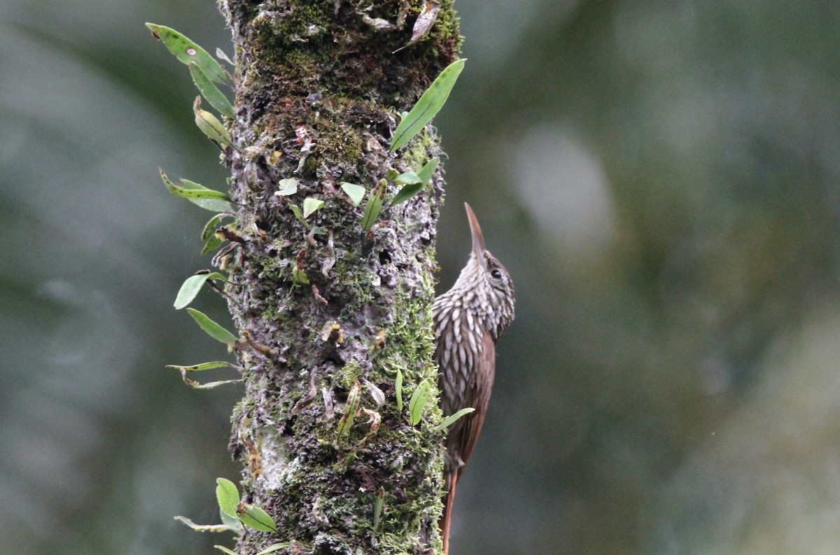 Streak-headed Woodcreeper - ML552295331