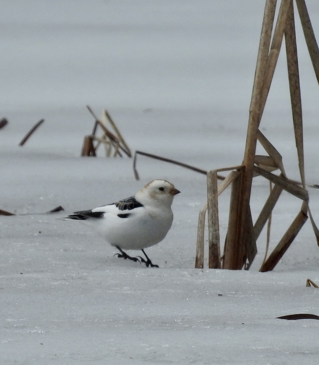 Snow Bunting - ML552295891