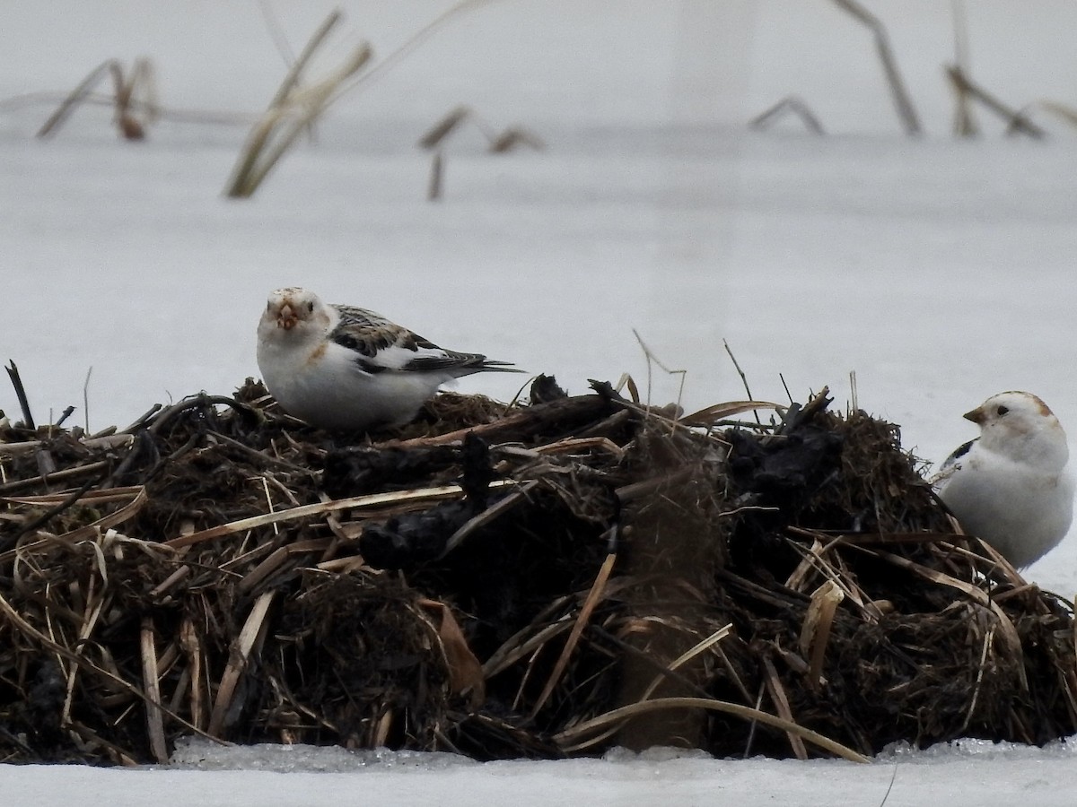 Snow Bunting - ML552295901