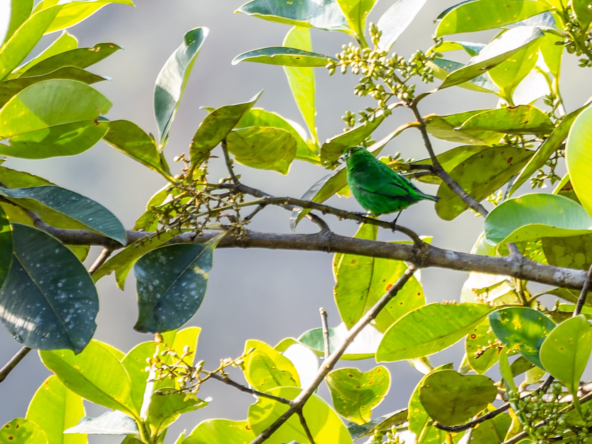 Glistening-green Tanager - ML552295981