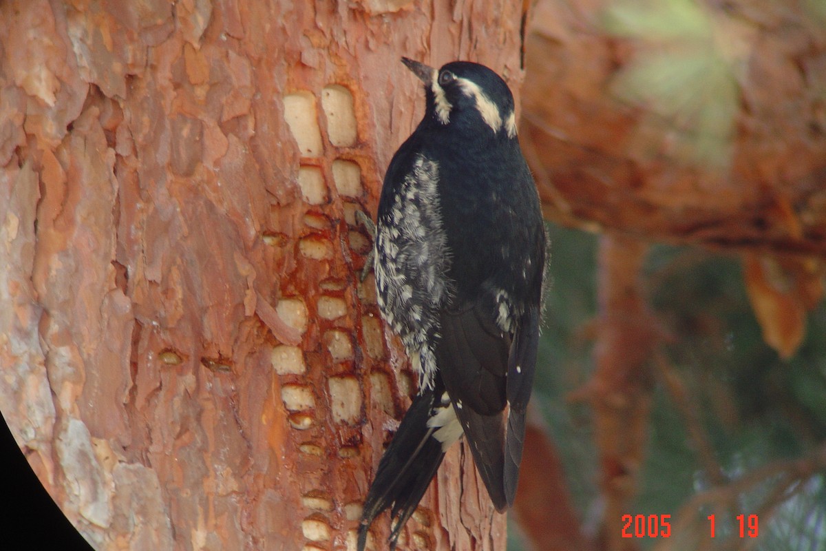 Williamson's Sapsucker - ML552296081