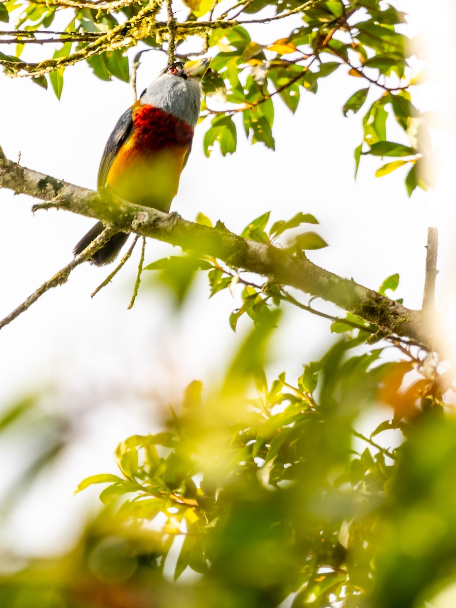 Toucan Barbet - ML552296121