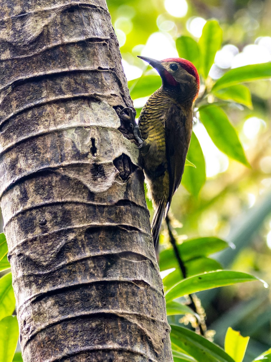 Golden-olive Woodpecker - ML552296321