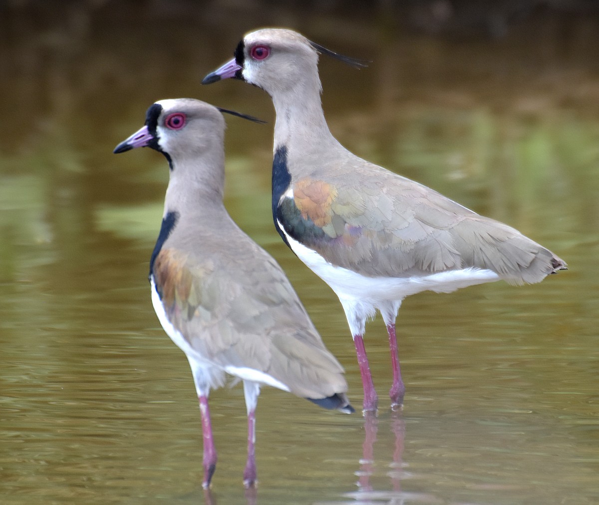 Southern Lapwing - Steven Mlodinow