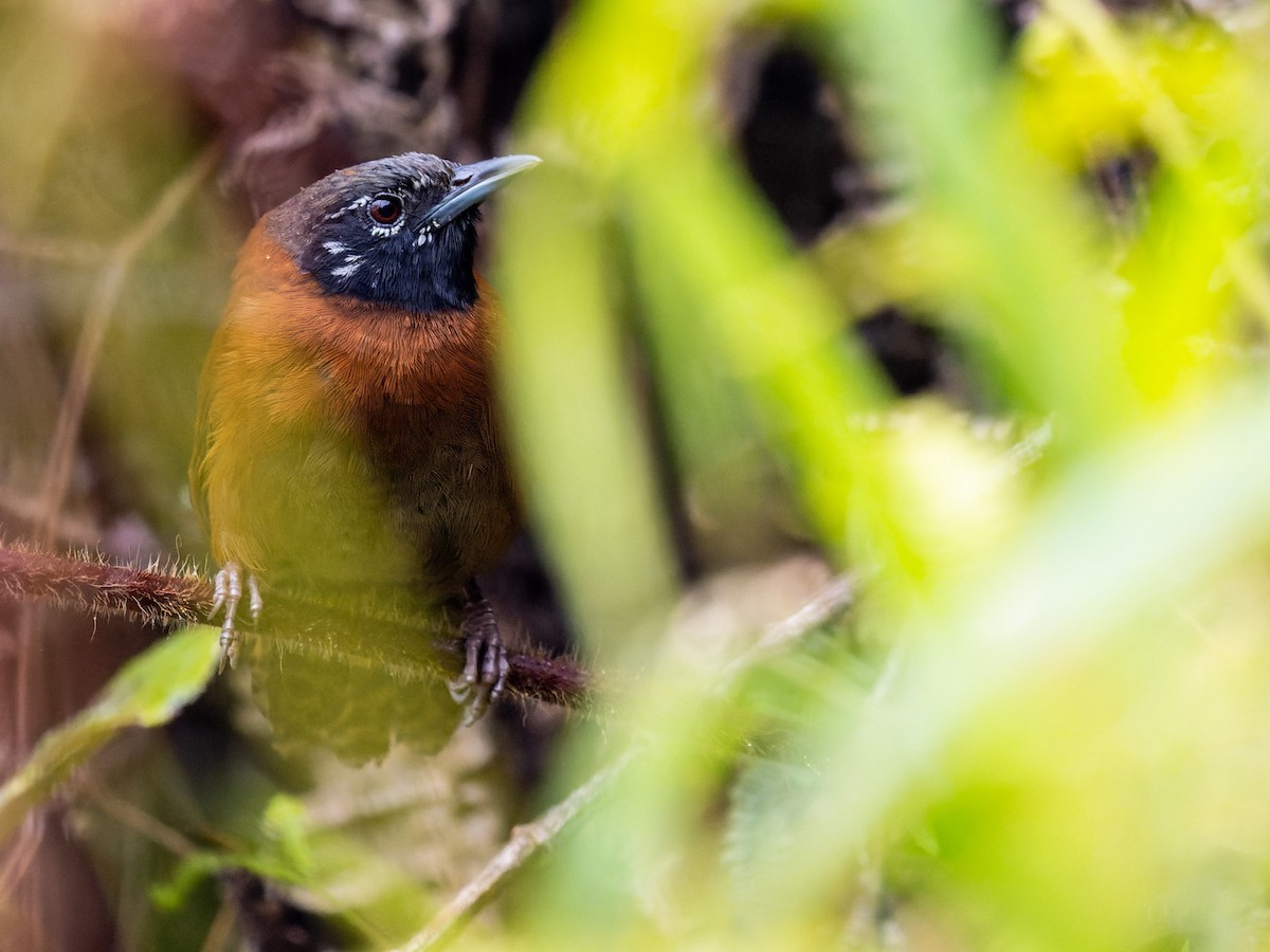 Sooty-headed Wren - Tim Ludwick