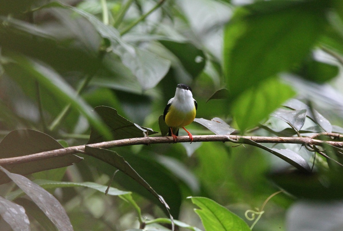 White-collared Manakin - ML552299711