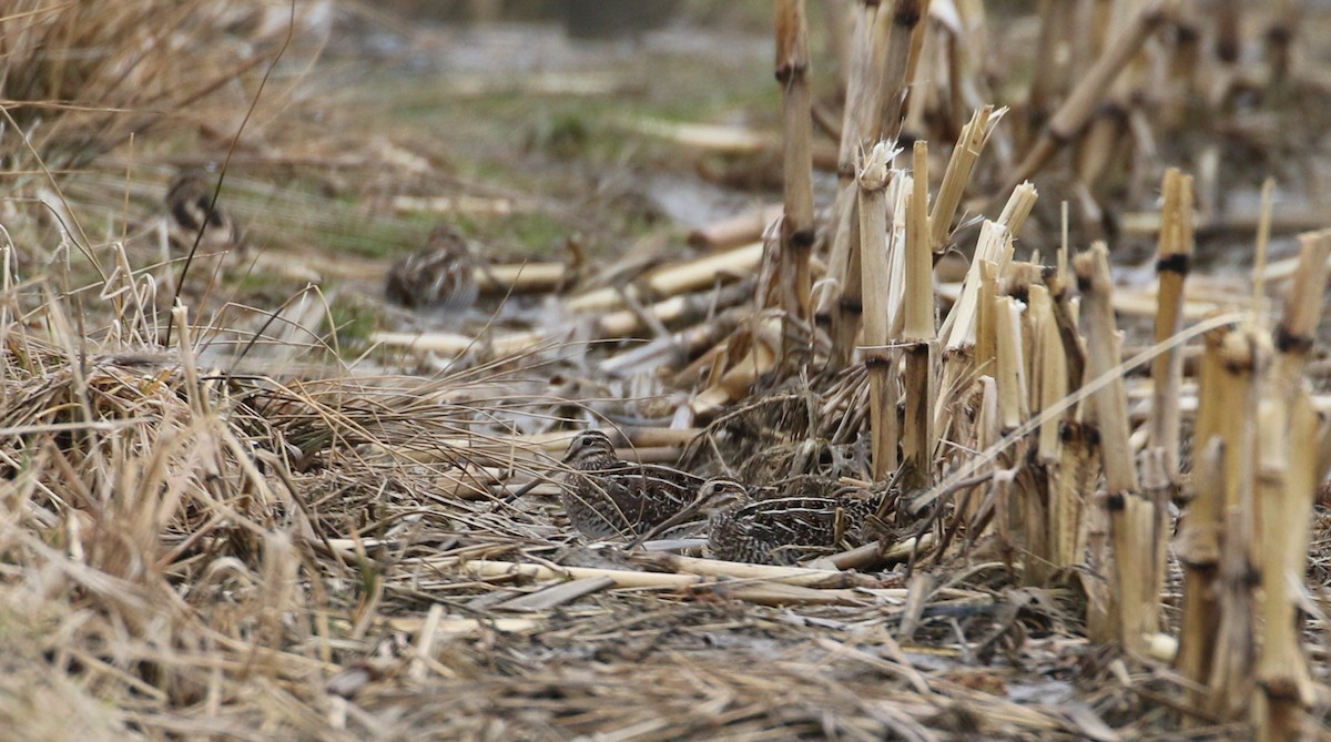 Wilson's Snipe - ML552300281