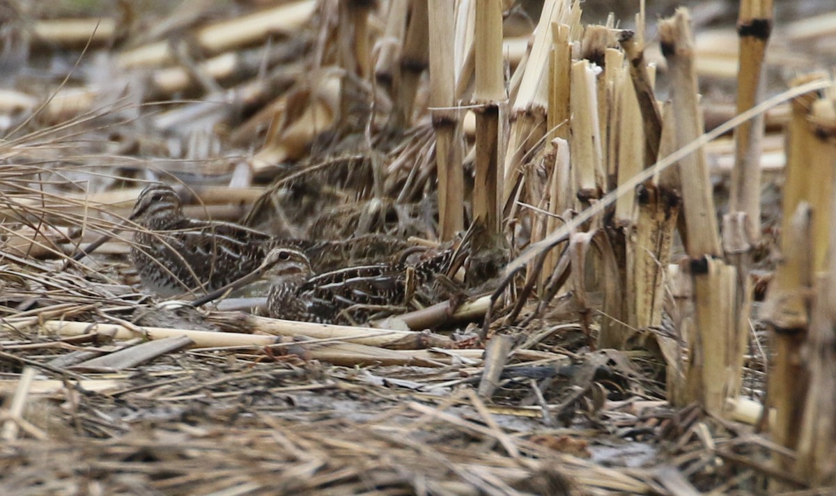 Wilson's Snipe - ML552300321