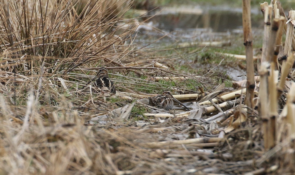 Wilson's Snipe - ML552300341