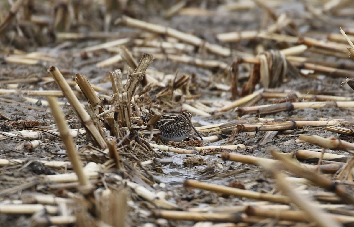 Wilson's Snipe - ML552300371