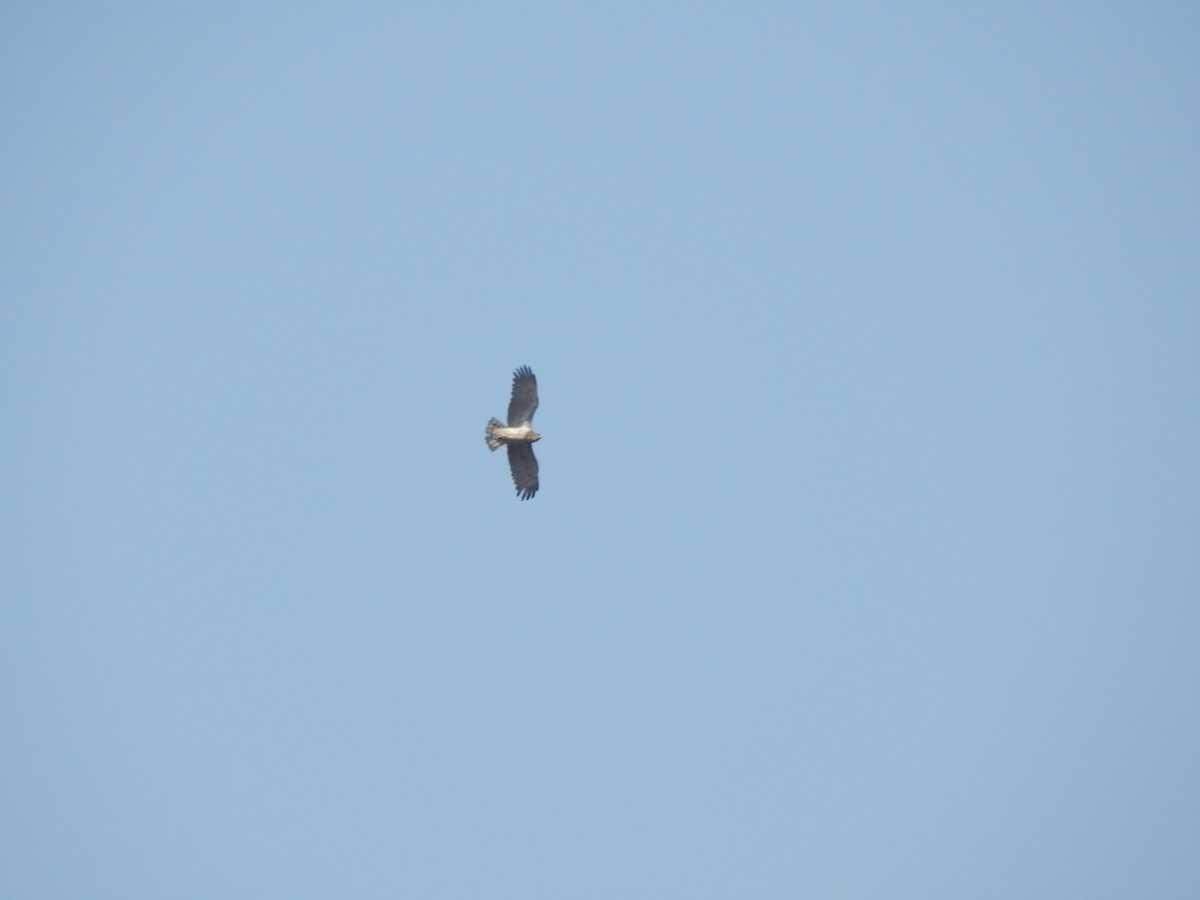 Short-toed Snake-Eagle - ML55230171