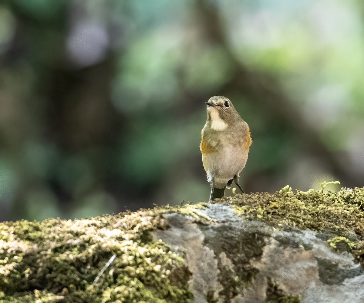 Red-flanked/Himalayan Bluetail - ML552302281