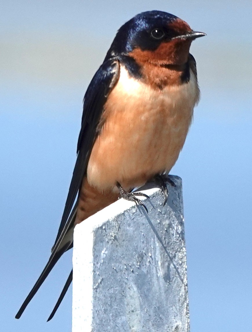 Barn Swallow - ML552303801