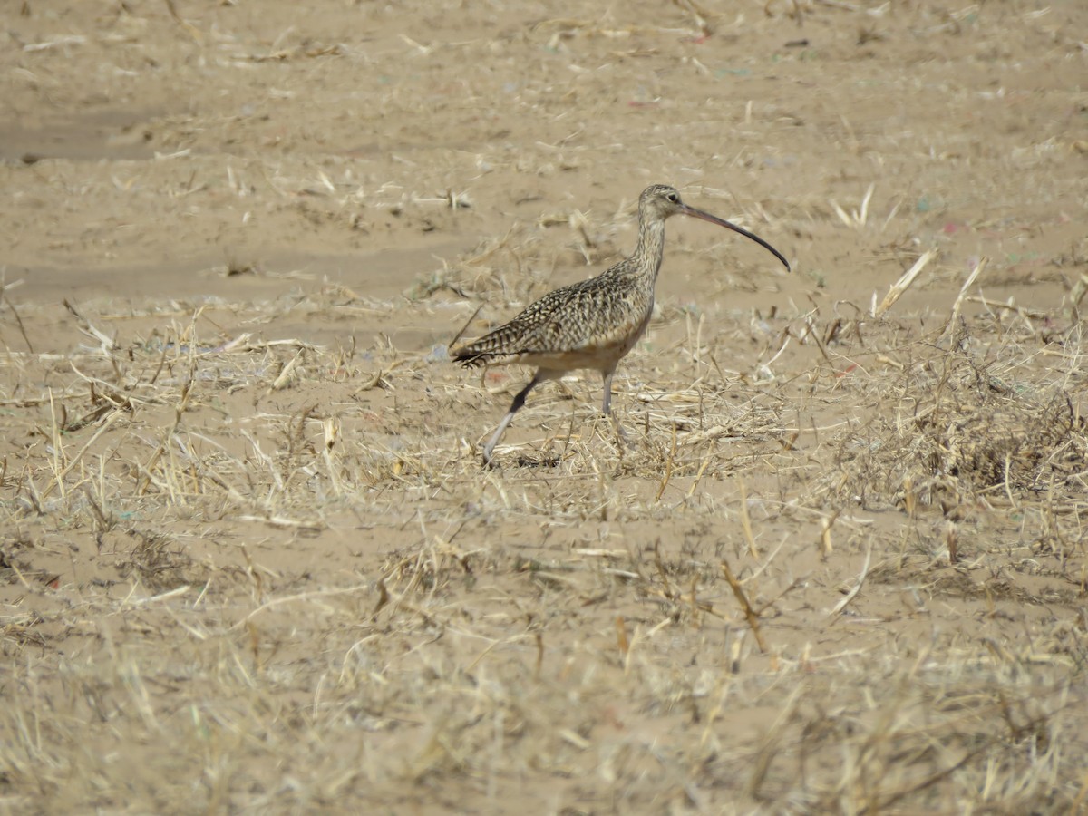 Long-billed Curlew - ML552305431