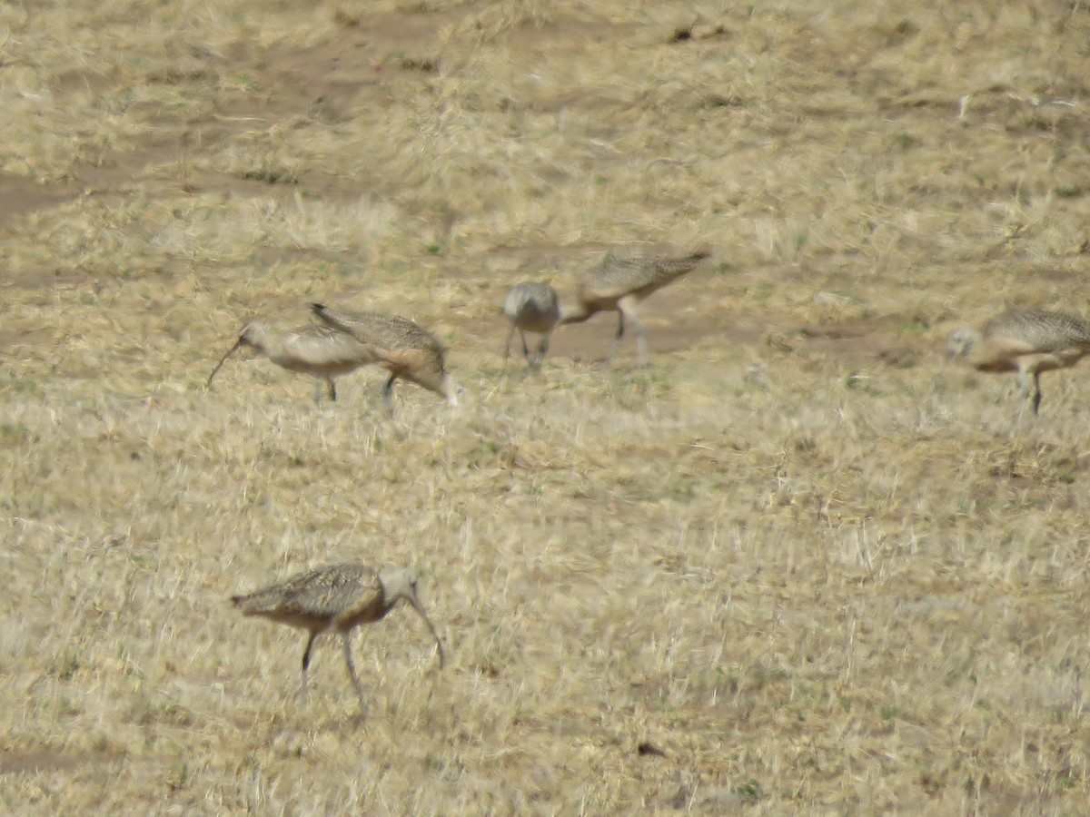 Long-billed Curlew - ML552305901