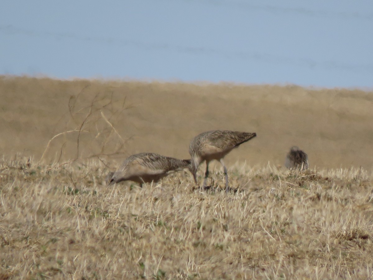 Long-billed Curlew - ML552306391