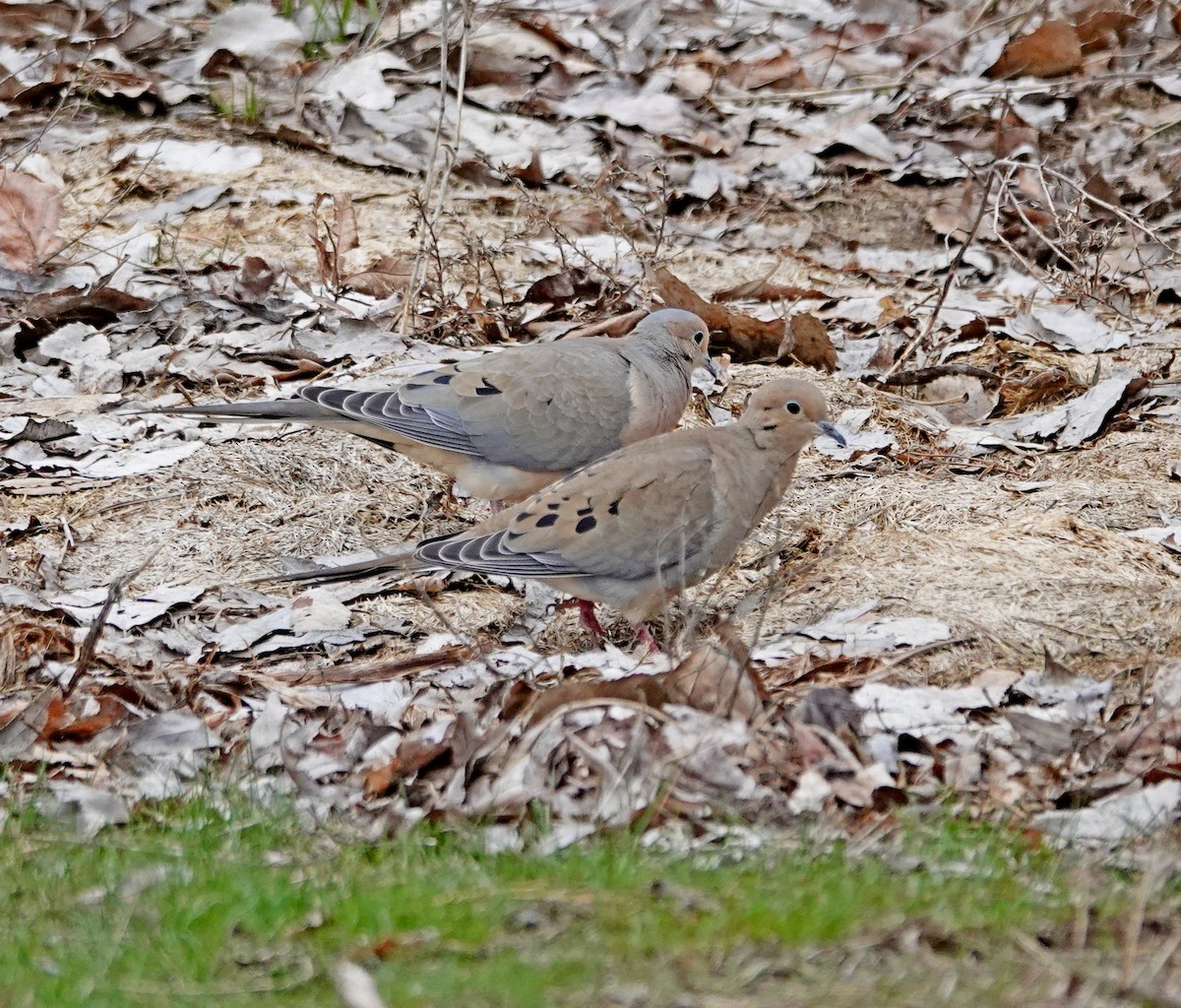 Mourning Dove - ML552306791