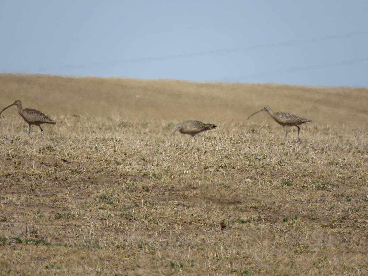 Long-billed Curlew - ML552307061