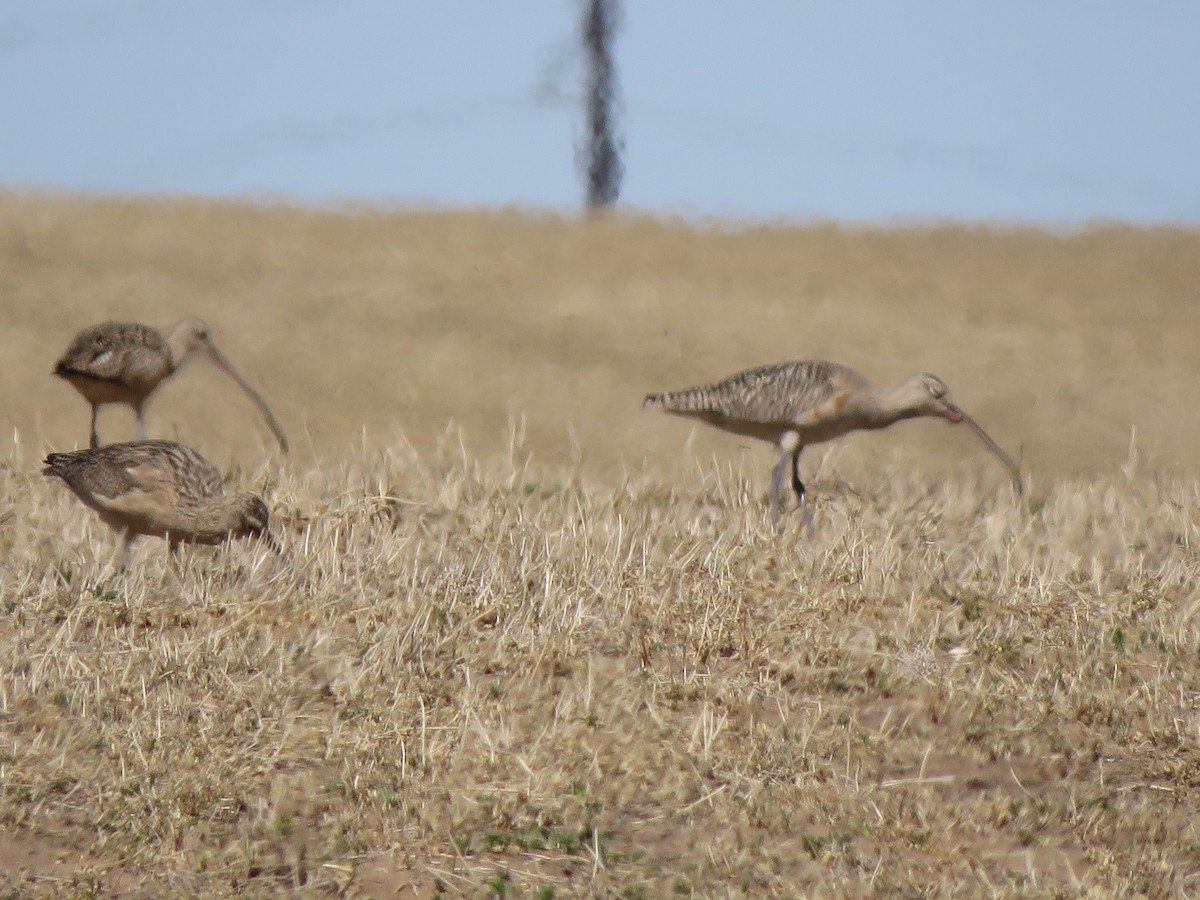 Long-billed Curlew - Lisa Hoffman