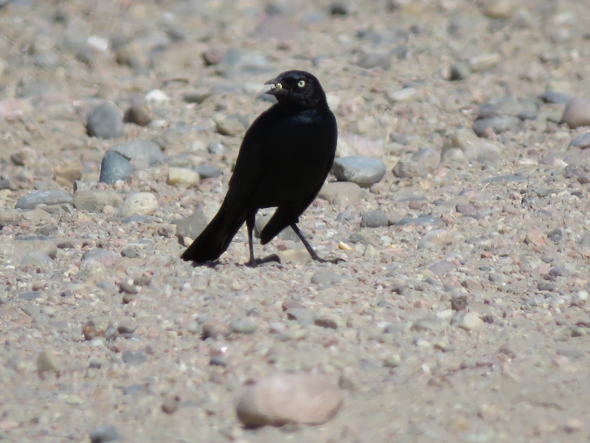 Brewer's Blackbird - ML552307601