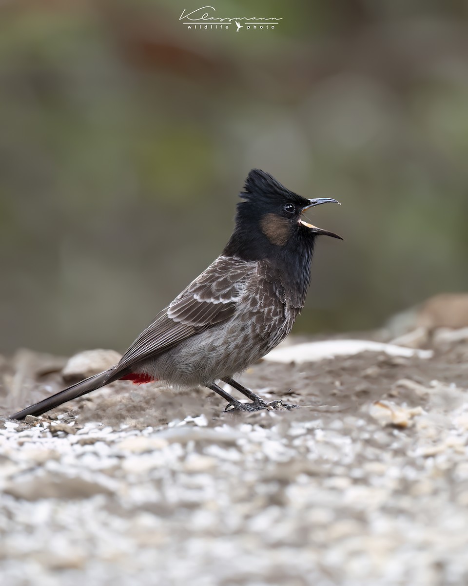 Bulbul à ventre rouge - ML552307941