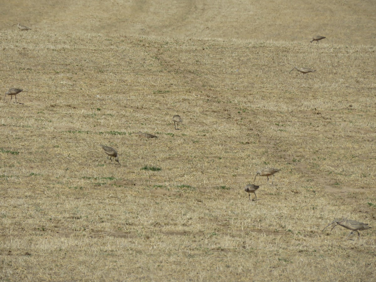 Long-billed Curlew - ML552308231