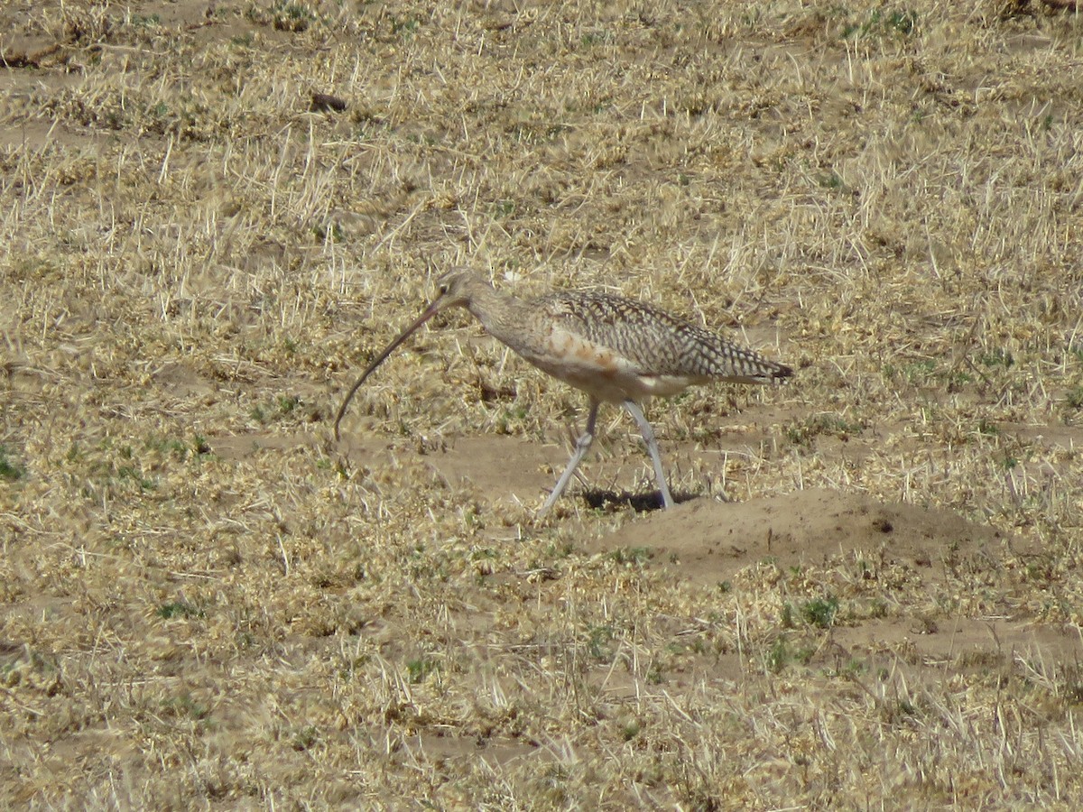 Long-billed Curlew - ML552308931