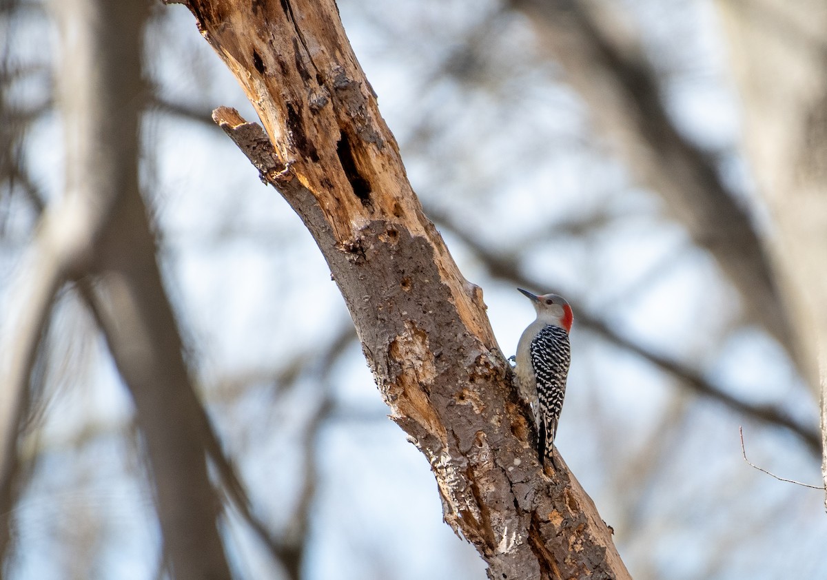 Red-bellied Woodpecker - ML552308941