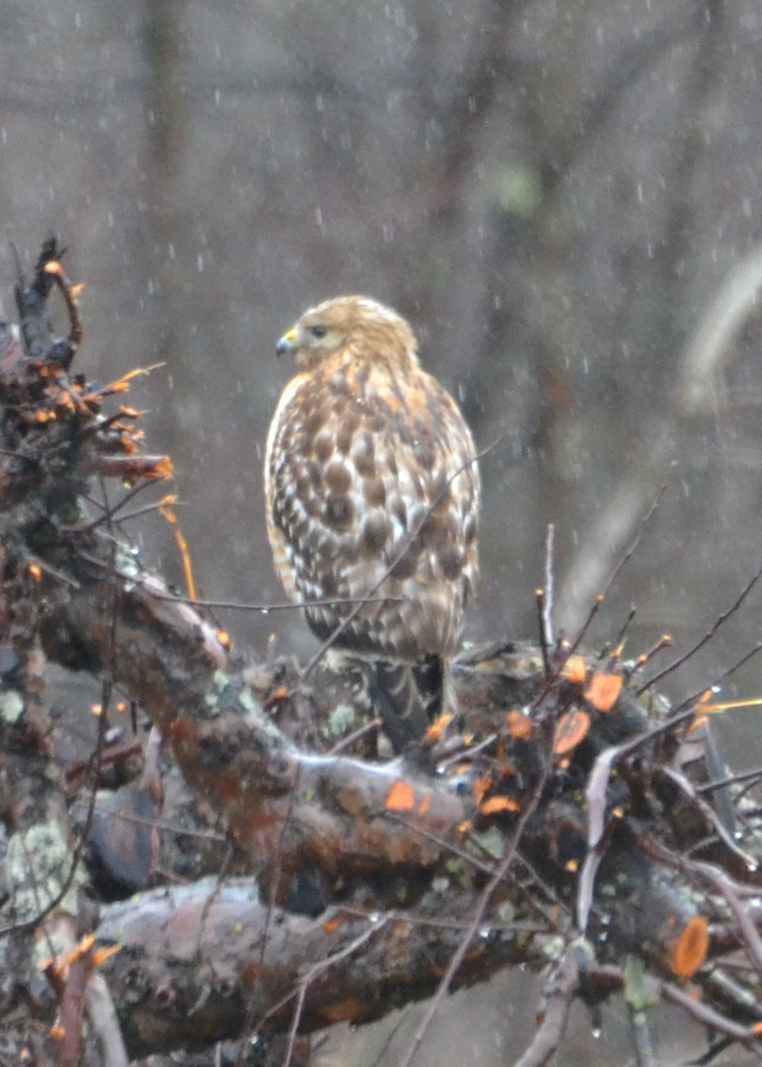 Red-shouldered Hawk - ML552309081