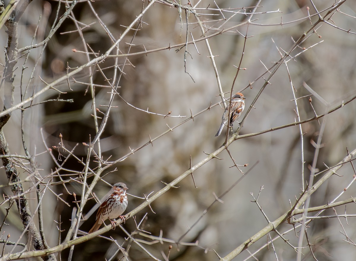 American Tree Sparrow - Neil DeMaster