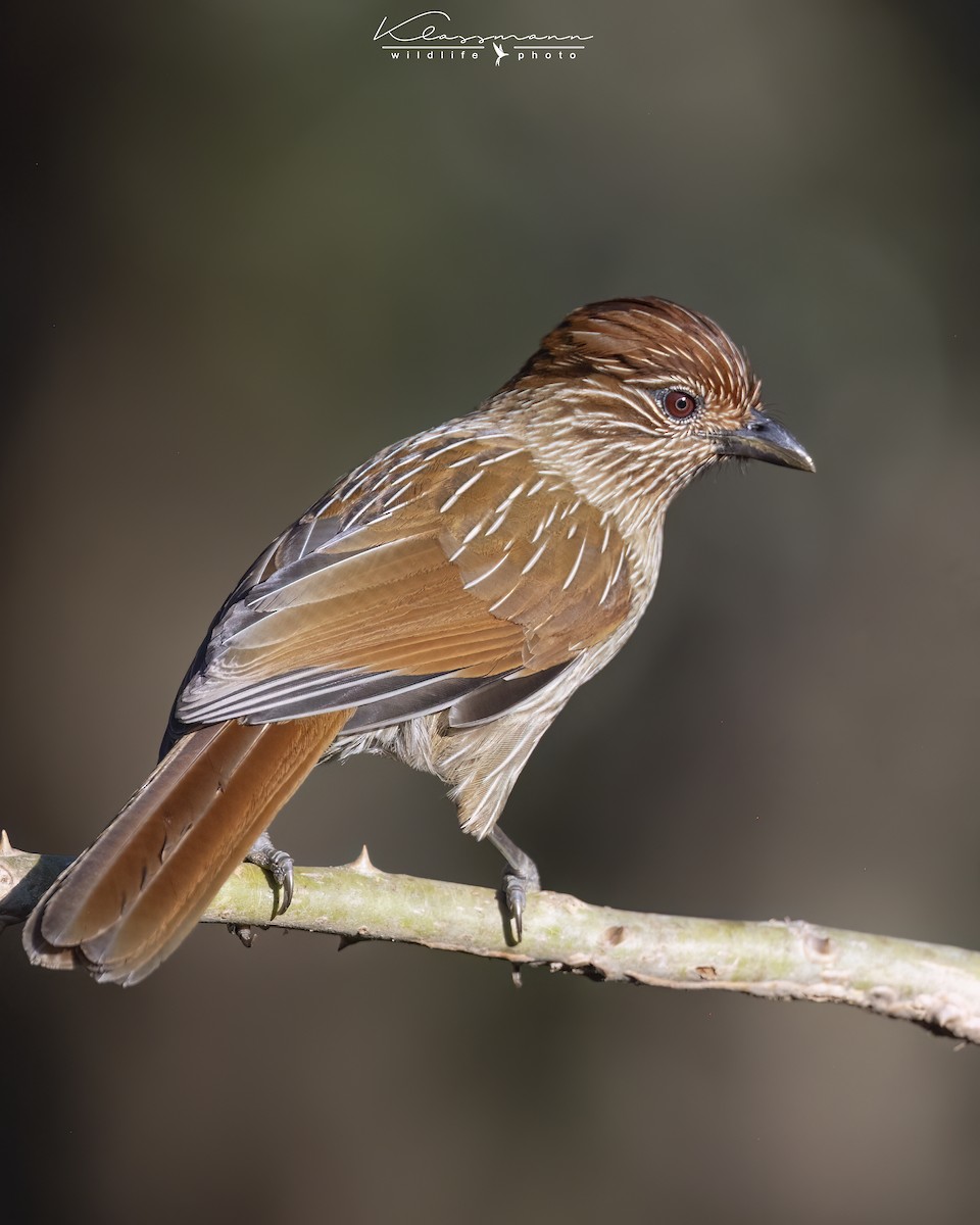 Striated Laughingthrush - ML552309421