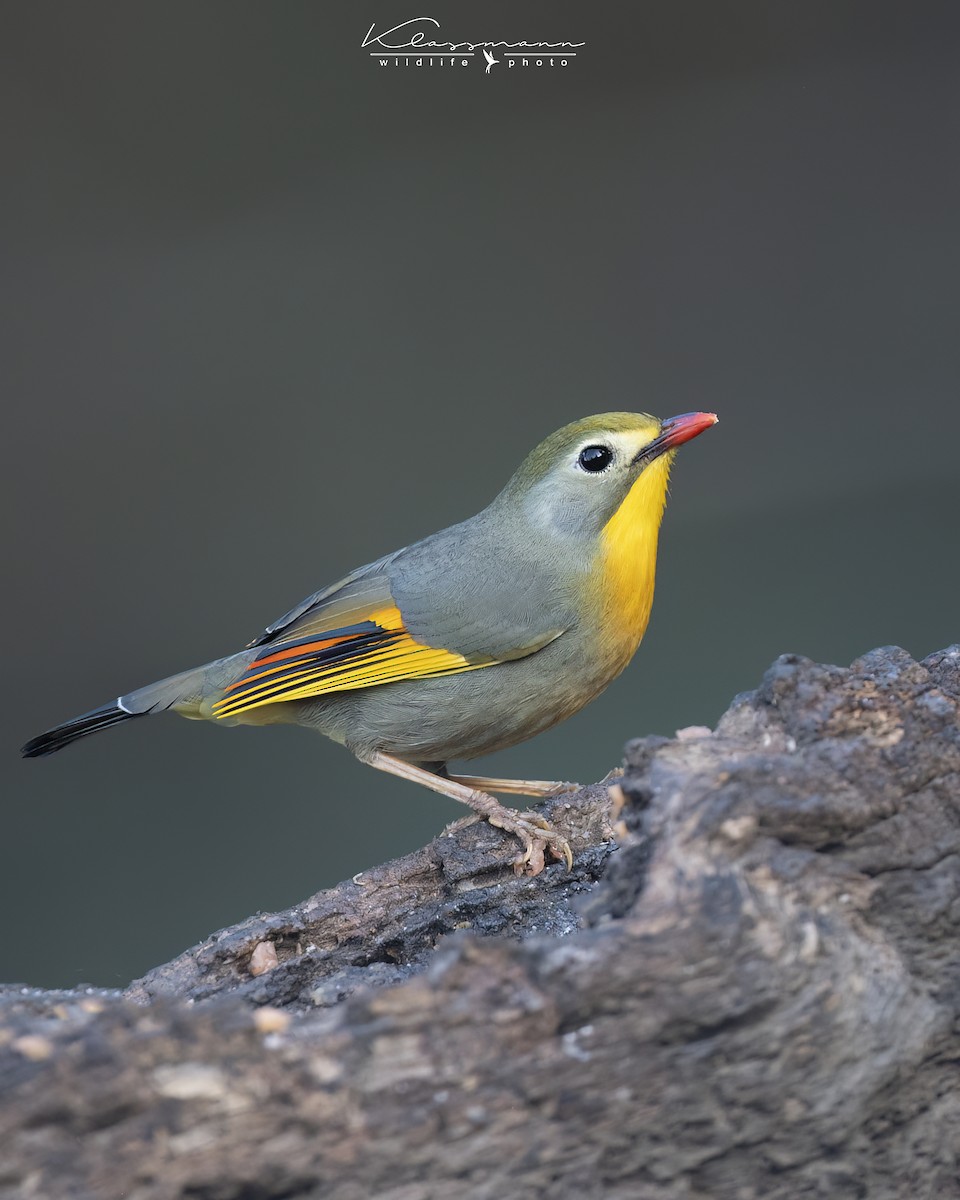 Red-billed Leiothrix - ML552309741