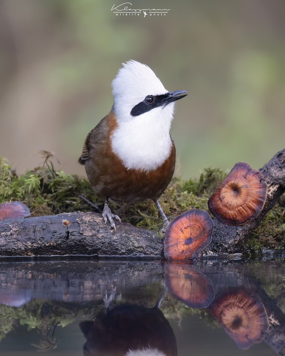 White-crested Laughingthrush - ML552309821